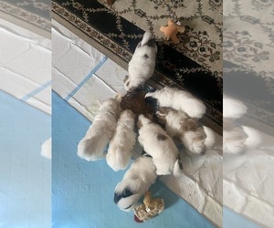 Coton de Tulear Puppy for sale in PAULDEN, AZ, USA