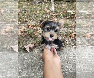 Yorkshire Terrier Puppy for Sale in ASHLAND CITY, Tennessee USA