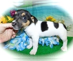 Small Photo #5 Jack Russell Terrier Puppy For Sale in HAMMOND, IN, USA