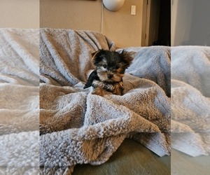 Yorkshire Terrier Puppy for sale in SALEM, OR, USA