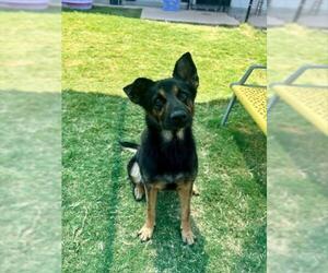 German Shepherd Dog Dogs for adoption in Temple, TX, USA