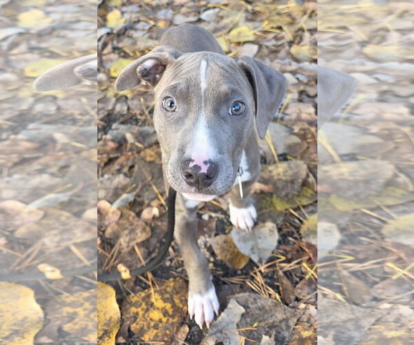 Medium Photo #2 American Pit Bull Terrier-Unknown Mix Puppy For Sale in Clarkston, MI, USA