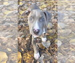 Small #1 American Pit Bull Terrier Mix