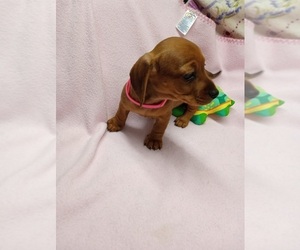 Dachshund Puppy for sale in COFFEYVILLE, KS, USA