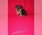 Puppy Mickey Yorkshire Terrier