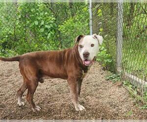 American Pit Bull Terrier-Unknown Mix Dogs for adoption in Peoria, IL, USA