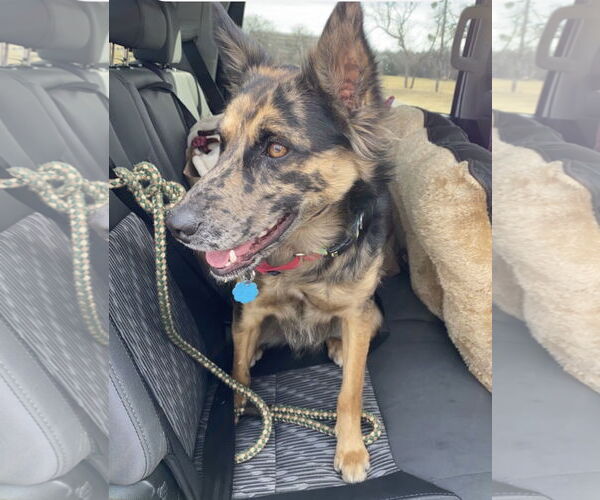 Medium Photo #2 Australian Shepherd Puppy For Sale in Dallas, TX, USA