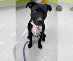 Small #3 Labrador Retriever Mix
