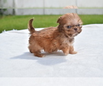 Small #1 Shih Tzu