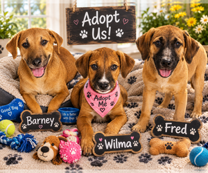 Wilma - Female Mutt Dog for Adoption - Photo #2