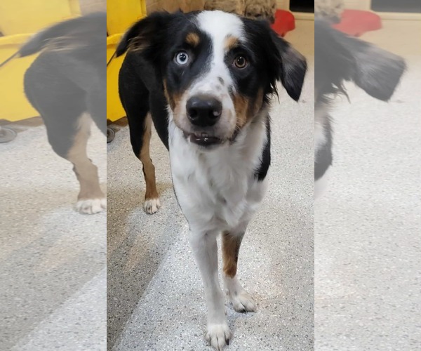 Medium Photo #1 Australian Shepherd Puppy For Sale in Highland, IL, USA