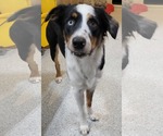Small Australian Shepherd
