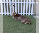 Small Mutt