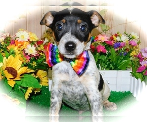 Australian Cattle Dog-Rat Terrier Mix Puppy for sale in HAMMOND, IN, USA