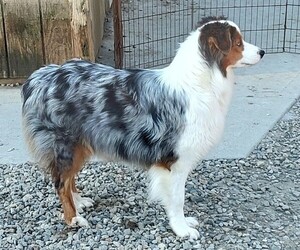 Mother of the Australian Shepherd puppies born on 01/24/2025