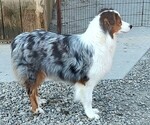 Small Photo #1 Australian Shepherd Puppy For Sale in WESTFIELD, MA, USA