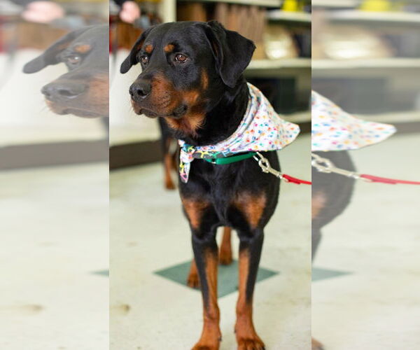 Medium Photo #6 Rottweiler Puppy For Sale in Hillsboro, NH, USA