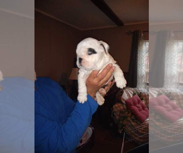 Medium Photo #11 Bulldog Puppy For Sale in TUNNEL HILL, GA, USA
