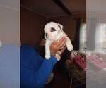 Small Photo #11 Bulldog Puppy For Sale in TUNNEL HILL, GA, USA