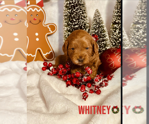 Goldendoodle (Miniature) Puppy for sale in ALLENTOWN, PA, USA