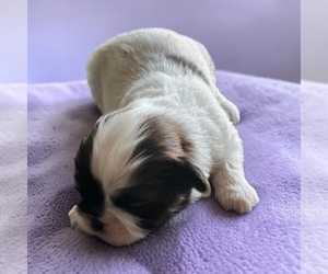 Shih Tzu Puppy for sale in VANCOUVER, WA, USA