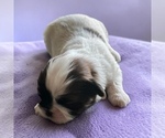 Image preview for Ad Listing. Nickname: Daisy