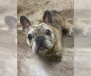 French Bulldog Dogs for adoption in Salinas, CA, USA