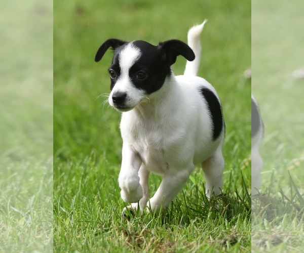 Medium Photo #4 Chihuahua-Unknown Mix Puppy For Sale in Mechanicsburg, PA, USA