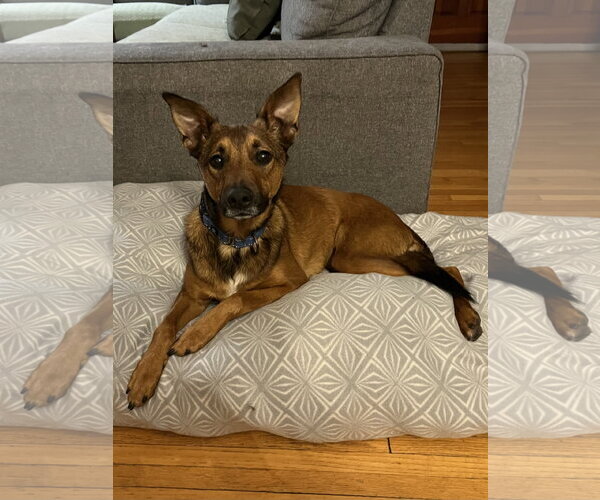 Medium Photo #10 German Shepherd Dog-Unknown Mix Puppy For Sale in Brooklyn Center, MN, USA