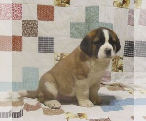 Saint Bernard Puppy for sale in MARIETTA, PA, USA