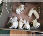 Small Photo #1 Golden Retriever Puppy For Sale in ROMULUS, MI, USA