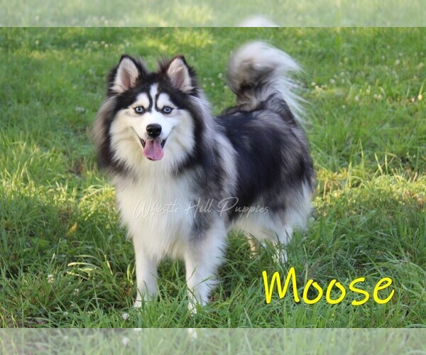 Medium Photo #1 Pomsky Puppy For Sale in DENVER, PA, USA