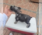 Small #1 Schnauzer (Miniature)