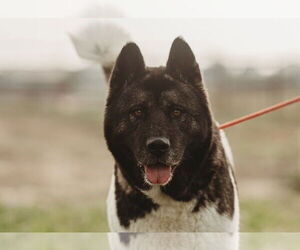 Akita Dogs for adoption in Pottstown, PA, USA