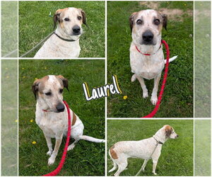 Mutt Dogs for adoption in Pierceton , IN, USA