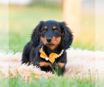 Small Photo #36 Dachshund Puppy For Sale in WARSAW, IN, USA