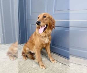 Mother of the Goldendoodle puppies born on 08/05/2025