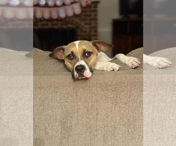 Medium Photo #5 Bogle Puppy For Sale in Plainfield, IL, USA