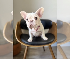 Medium French Bulldog
