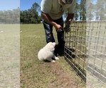 Small Photo #37 Great Pyrenees Puppy For Sale in MYAKKA CITY, FL, USA