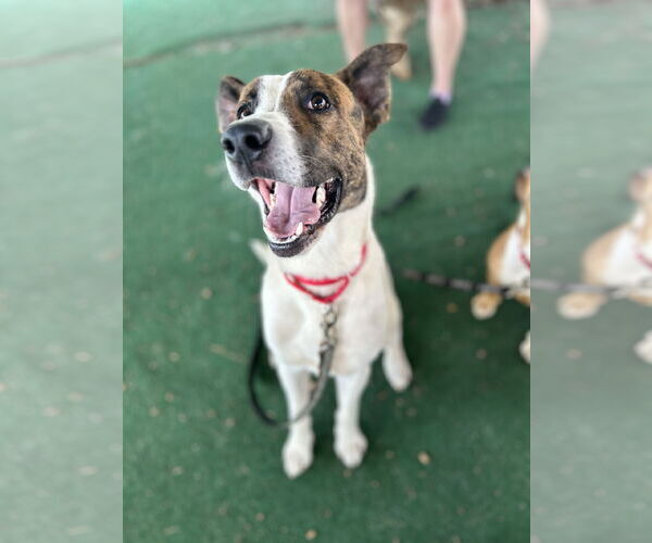 Medium Photo #3 Mutt Puppy For Sale in Clarkesville, GA, USA