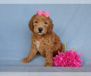 Goldendoodle (Miniature) Puppy for sale in MILLERSBURG, OH, USA