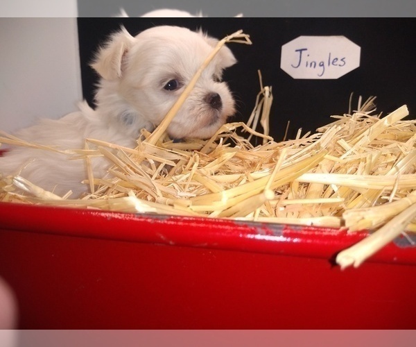 Medium Photo #3 Maltese Puppy For Sale in NASHVILLE, NC, USA
