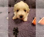Small Photo #1 Coton de Tulear Puppy For Sale in DEATSVILLE, AL, USA