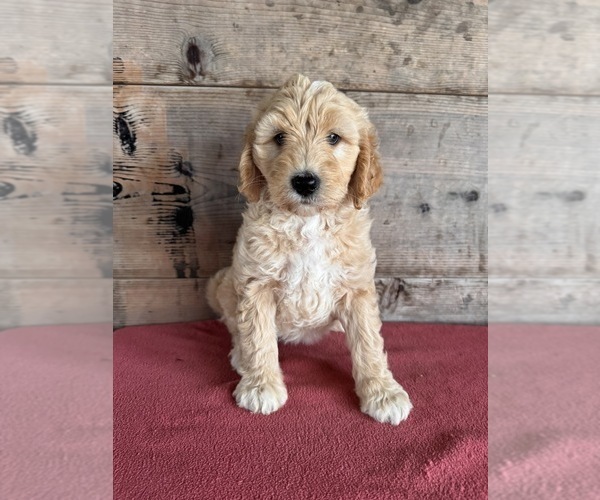 Medium Photo #9 Goldendoodle (Miniature) Puppy For Sale in VERMONTVILLE, MI, USA