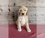Small #8 Goldendoodle (Miniature)