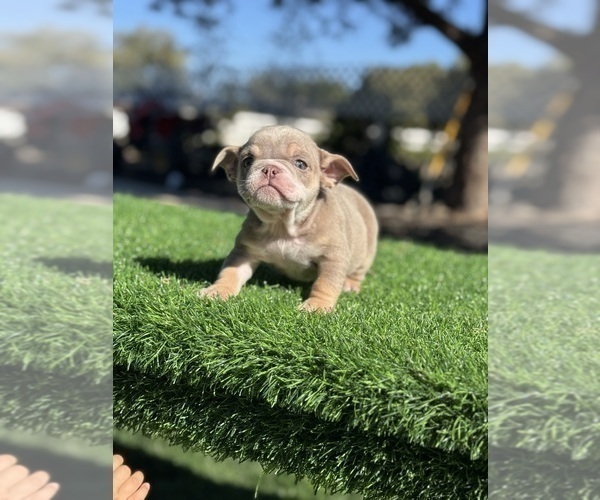 Medium Photo #4 English Bulldog Puppy For Sale in FRESNO, CA, USA