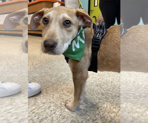 Medium Photo #5 Mutt Puppy For Sale in Germantown, OH, USA