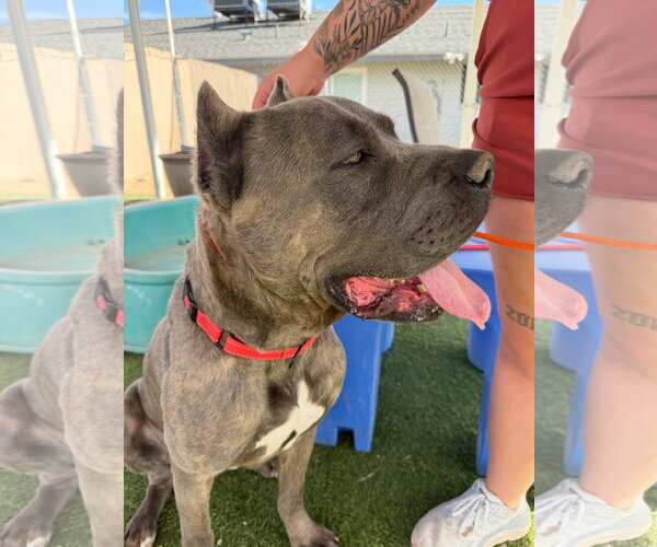 Medium Photo #2 Mutt Puppy For Sale in Goodyear, AZ, USA