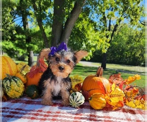 Yorkshire Terrier Puppy for sale in INDIANAPOLIS, IN, USA